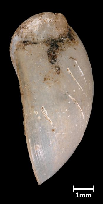 Media type: image;   Malacology 216754 Aspect: lateral
